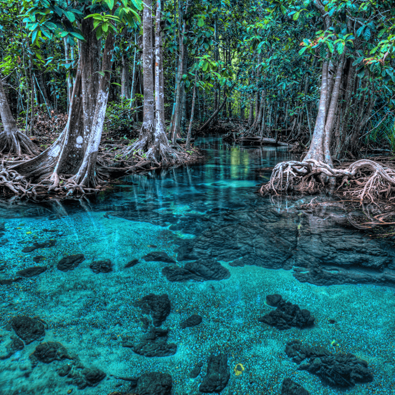 Mangrove